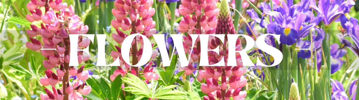 Beautiful Seasonal Flowers Banner